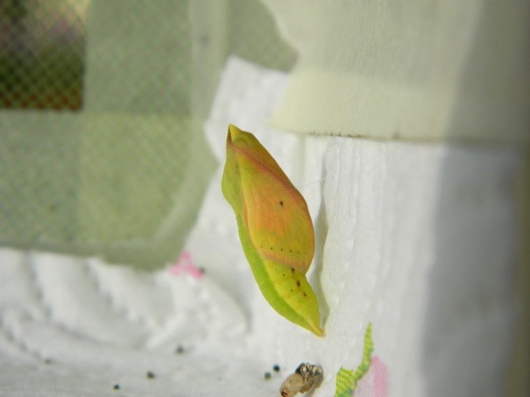 Colias crocea e uova